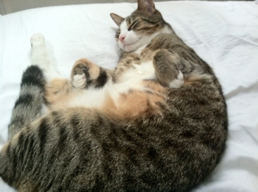 环形决斗，哈斯的战术险胜与维斯塔潘的王者巡游