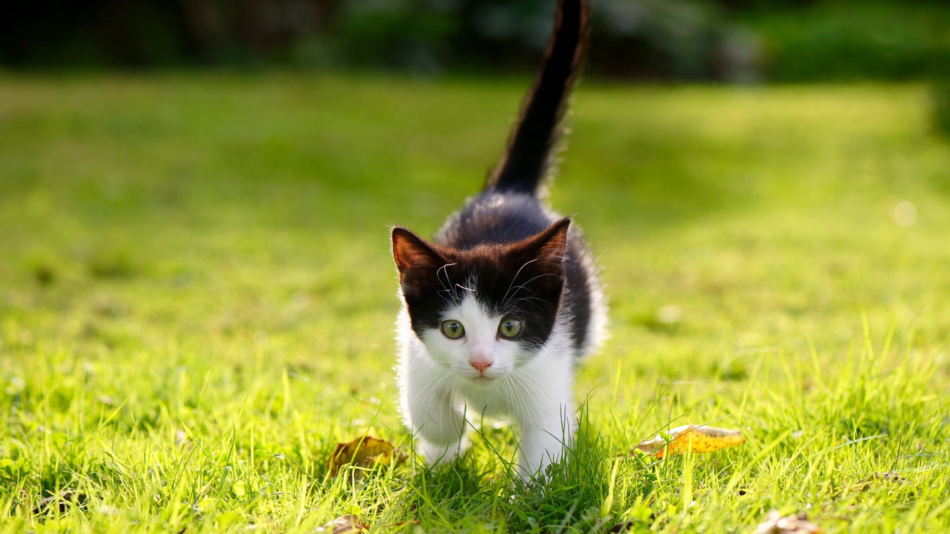 爱游戏入口-蓝色狂飙！曼城力克克罗地亚，神锋哈兰德再写历史新篇