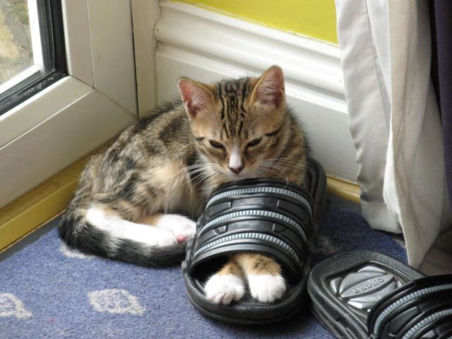 切特终场封神!辽宁惊险晋级,浙江饮恨告别