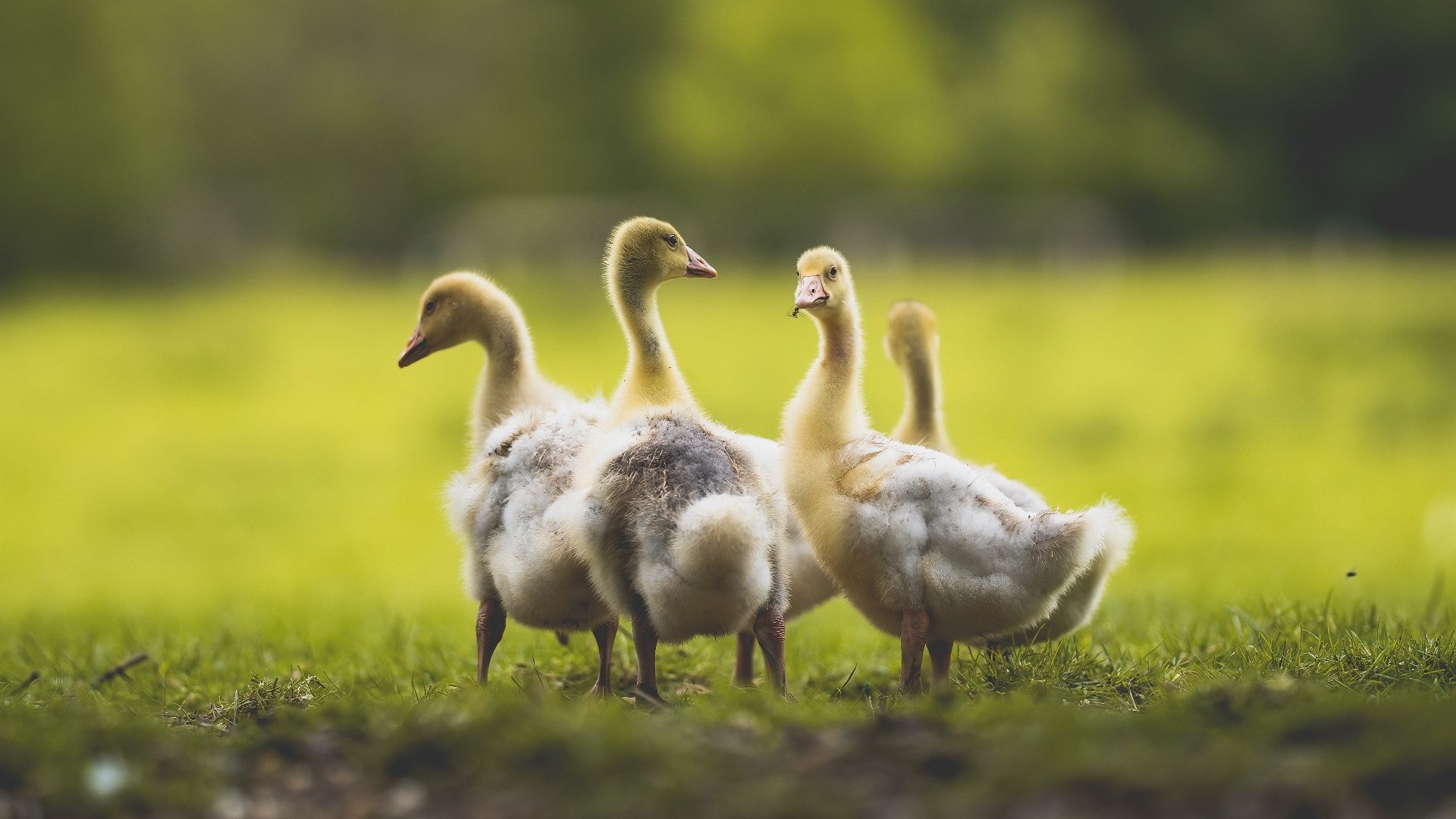 当魔术揭开禁咒，切特·霍姆格伦的冠军骨骼正在显露—这真是初代巨人该有的样子吗？