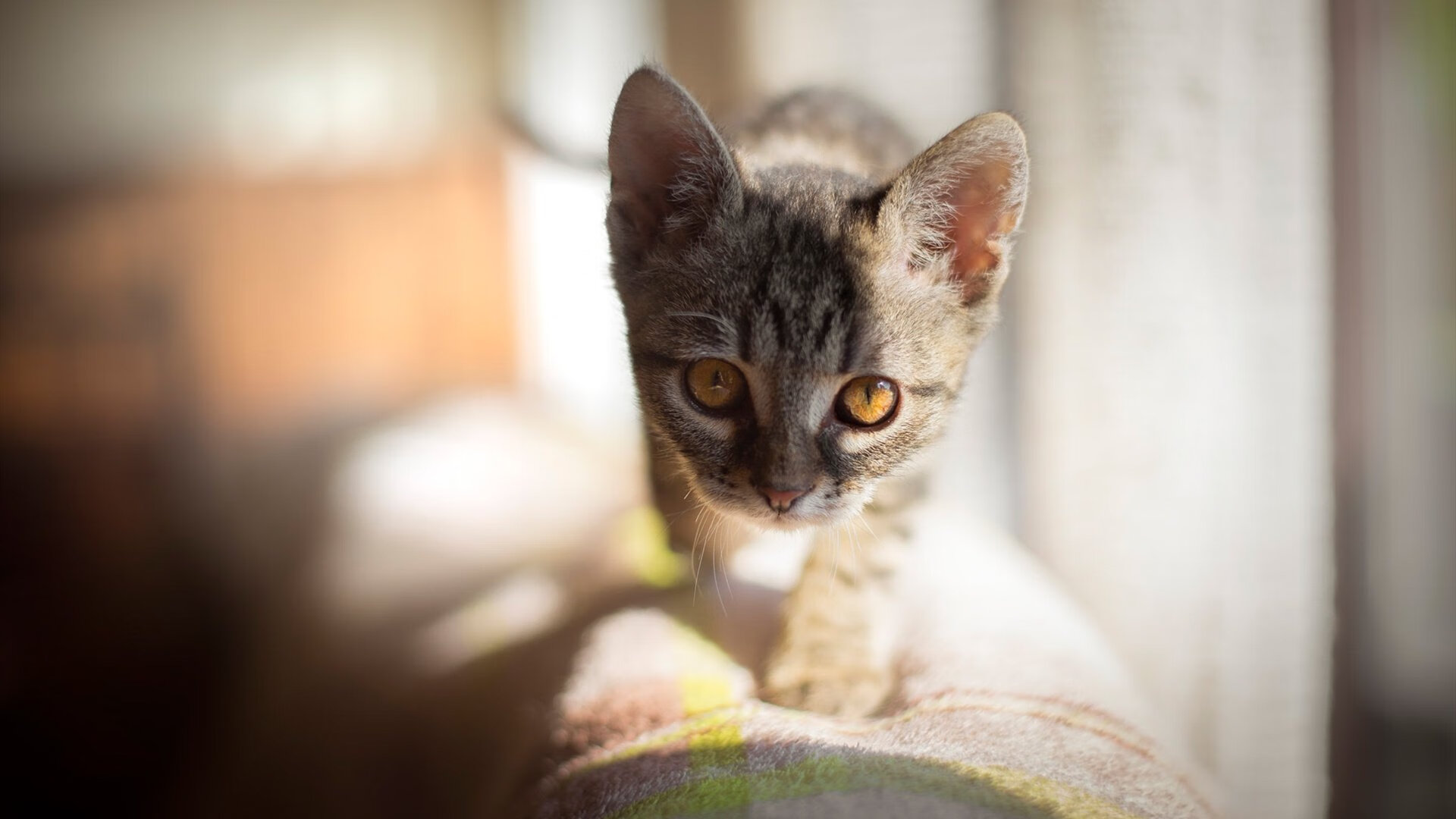 水与火的交织，萨内用一脚撕裂殖民记忆的弧线