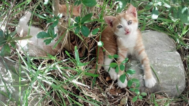 熵减的艺术，当杜兰特成为混沌球场的逆熵者