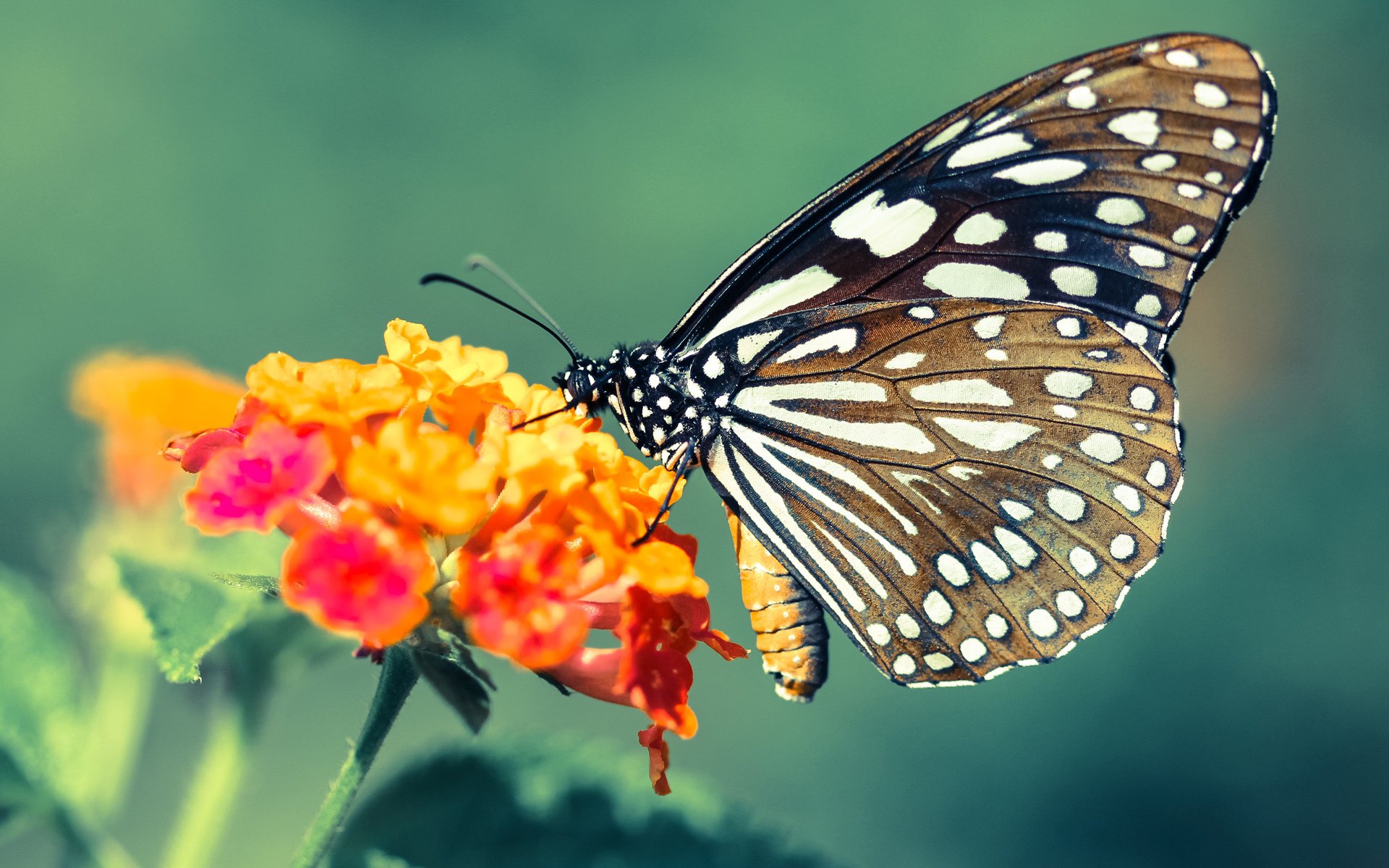 金童的火焰与格子军的铁腕—佩德里爆发之夜,克罗地亚强行终结卡塔尔的奇幻之旅