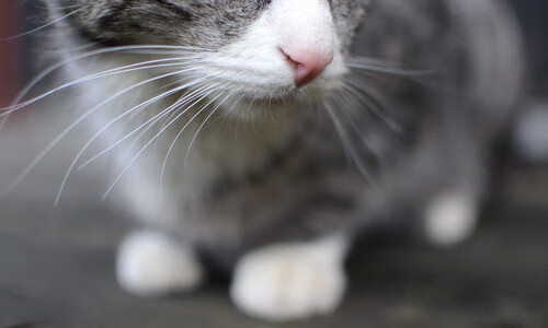 跨越体育的奇迹夜,篮网险胜上海队,布伦森在欧冠半决赛接管比赛