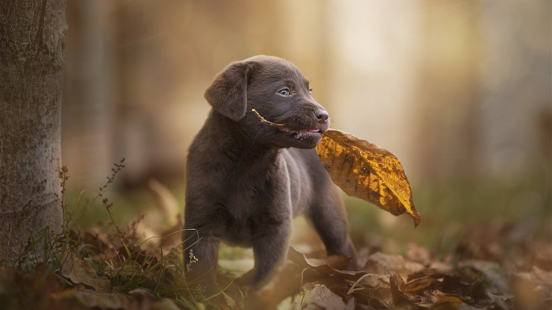 爱游戏官方-当浓眉降临伯纳乌，一场跨界时空的体育共鸣