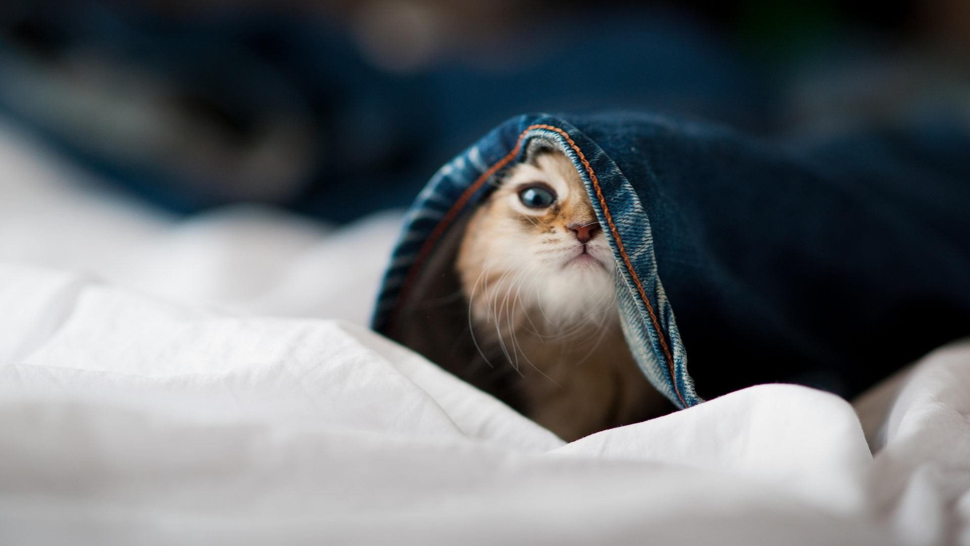 爱游戏在线-团队巨轮与闪电飞矛，NBA总决赛的欧陆纪律对阵海岛天赋