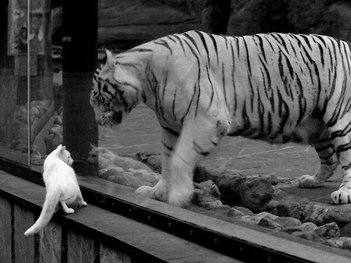 绿茵场与硬木地板,稳定性的两处极端证明