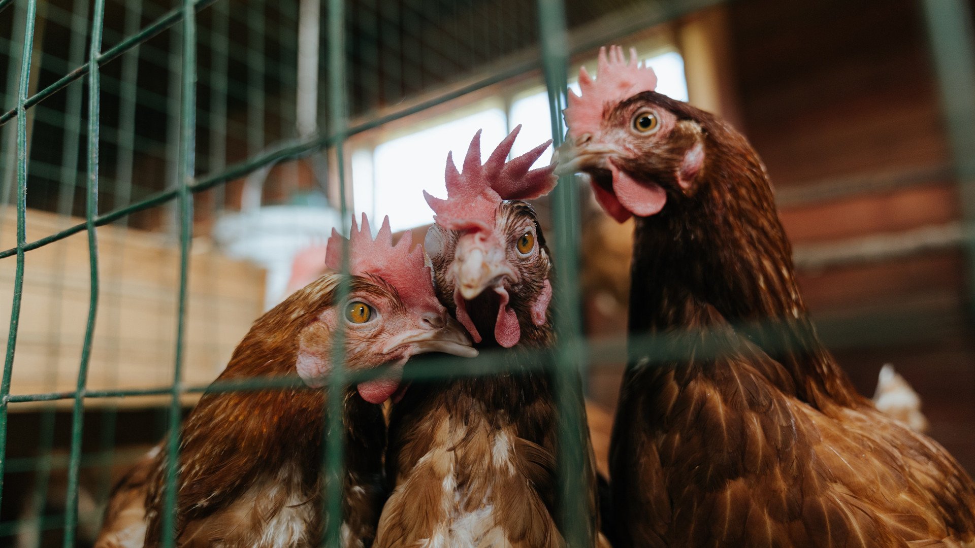 绿茵场上的NBA剧本，当小贾伦在欧冠淘汰赛之夜完成救赎