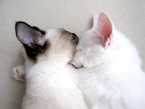 神剧本！阿尔及利亚速胜瑞典，异乡赤子法比尼奥成关键先生