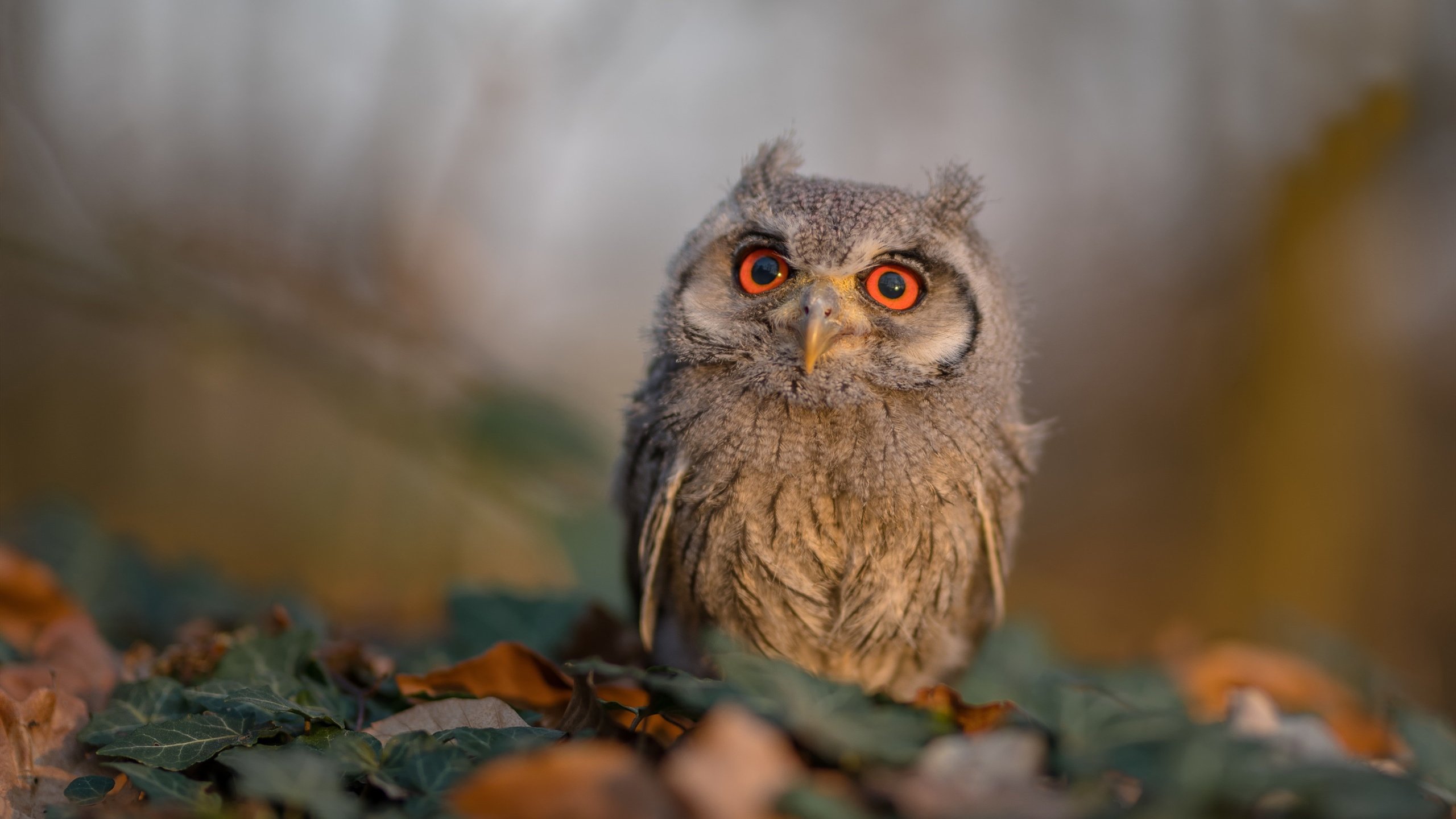 攻防转换的艺术大师，伊萨克如何引领节奏 vs 马赛的钢铁防线如何封印那不勒斯