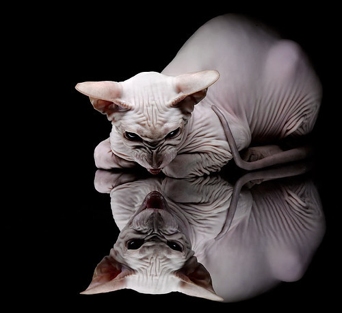 绝境狂舞，巴拉圭加时奇迹撕裂多特蒙德，布鲁诺的北美登神长夜