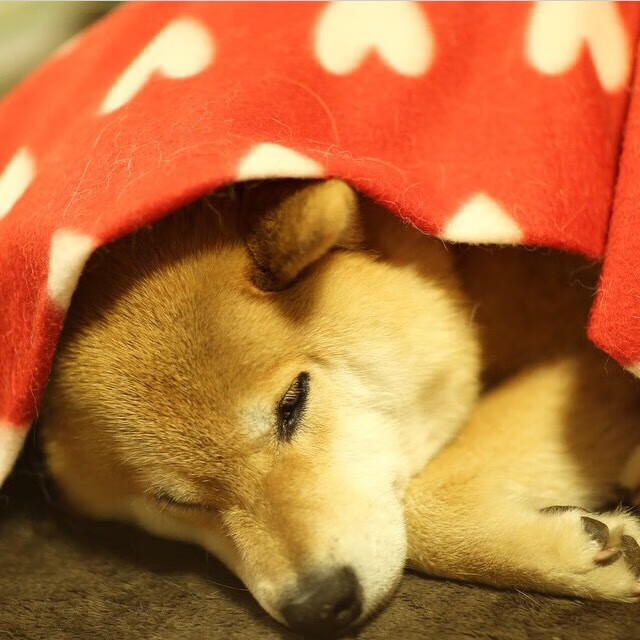 最冷静的点球手与最残酷的替补席,卡拉斯科与瑞典前锋如何终结悬念