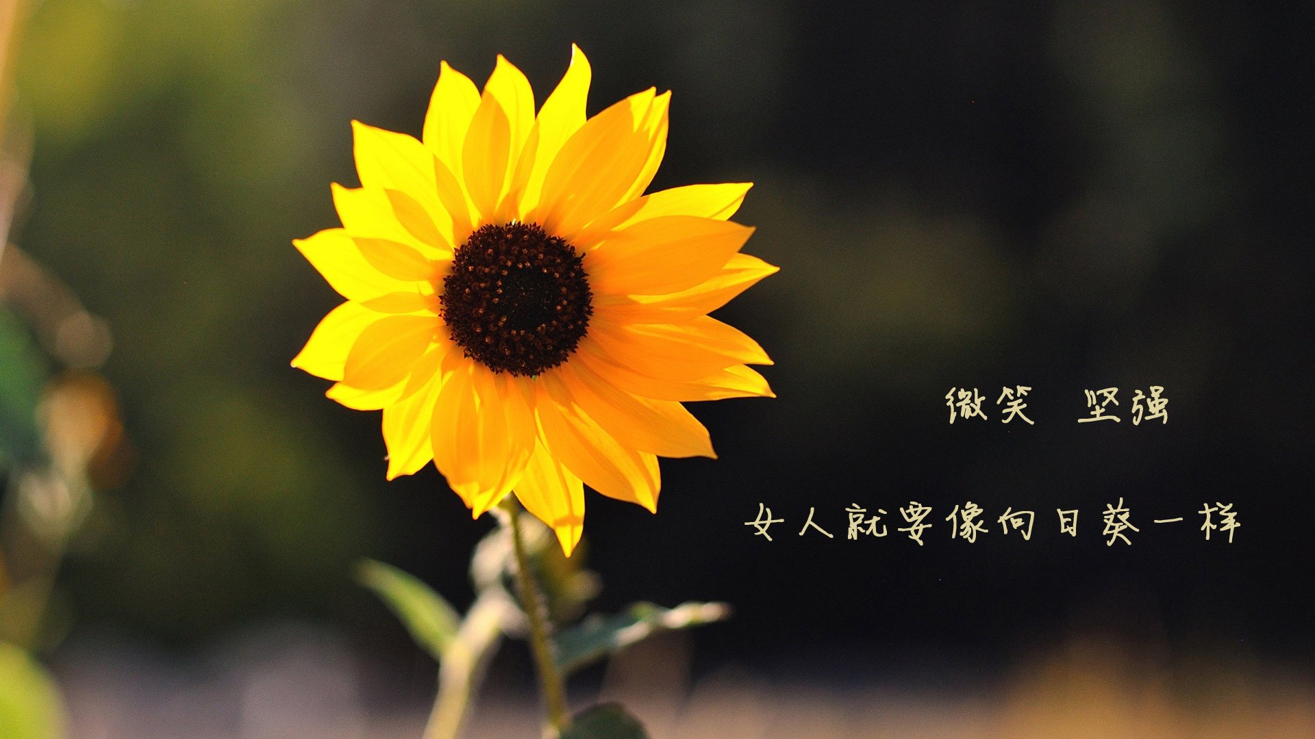 惊天交易48小时后！死神镰刀与休城王炸的复仇之夜，恩比德让质疑者集体失声