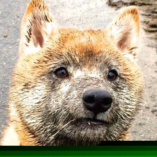 爱游戏APP-平民如何击败贵族？埃及决胜局战胜巴西，阿什拉夫一夜封神！