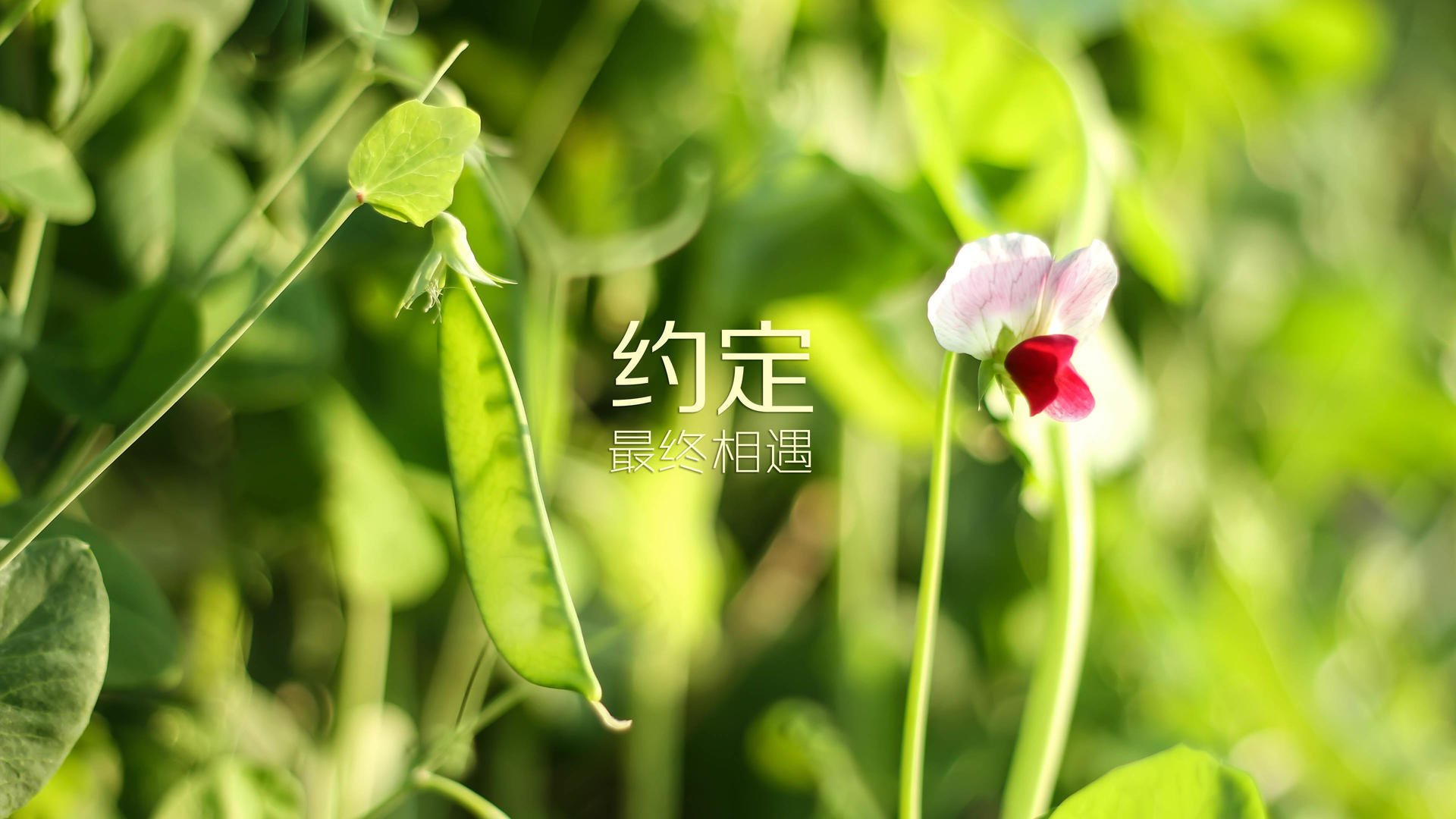 黑马风暴，2026世界杯，尼日利亚颠覆日耳曼战车，阿方索·戴维斯书写命运逆转